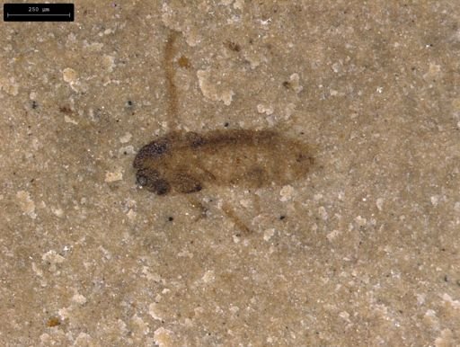 undet. Diptera