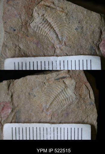 Dikelokephalina?