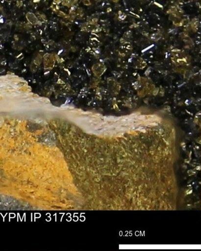 undet. Mollusca