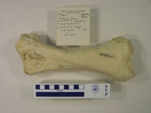 Teleoceras fossiger