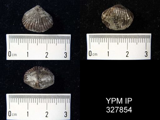 Rhynchonella sp.