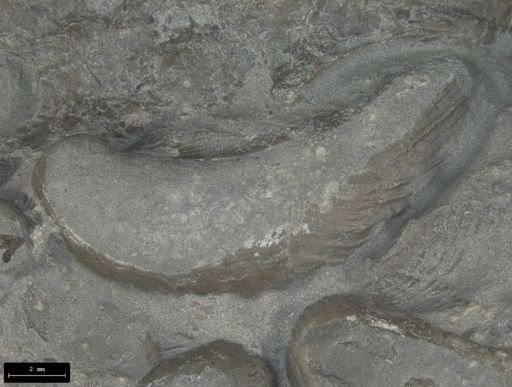Rhaetavicula contorta