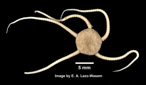 Ophioplinthus gelida