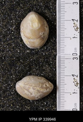 Kingena wacoensis