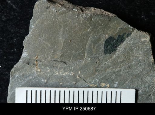 undet. Carcinosomatidae