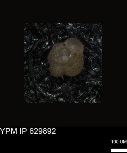 undet. Foraminiferida
