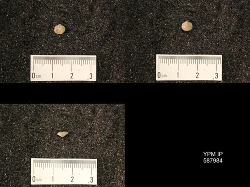 Zygospira modesta