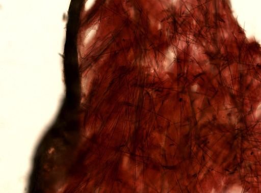 Erylus sp.
