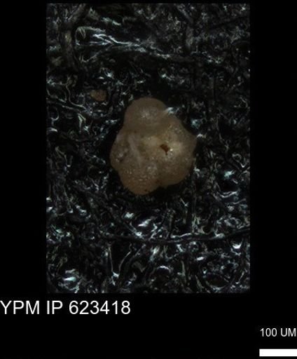 undet. Foraminiferida