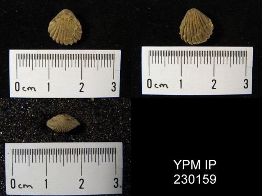 Hustedia mormoni