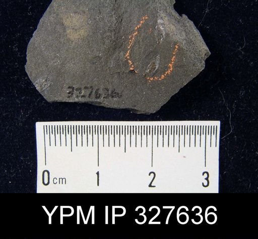 Lingula credneri