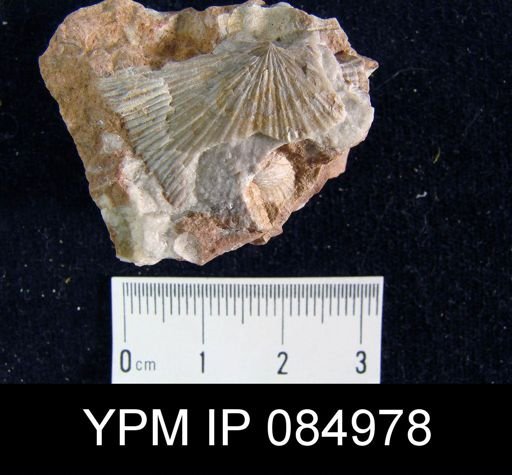 Schuchertella pecten