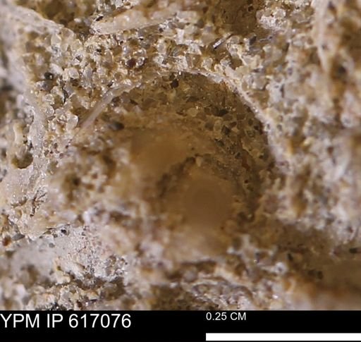 Turritella