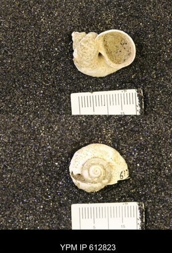 Vanikoropsis sp.