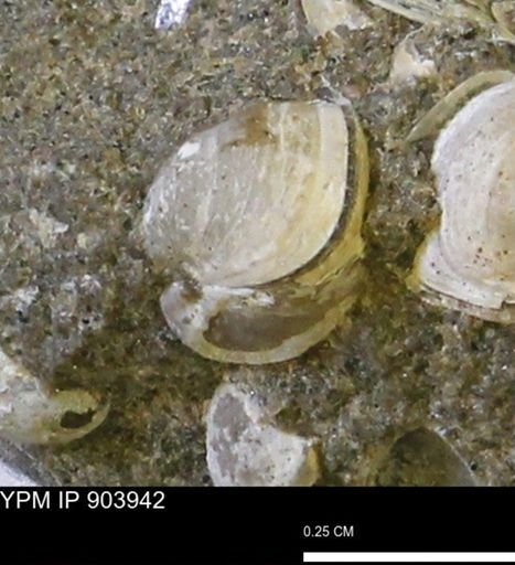 Corbulamella sp.