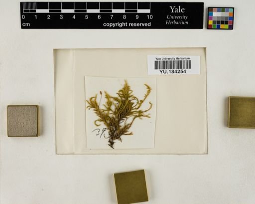 Plantae