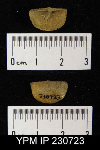 Chonetes granulifer armatus