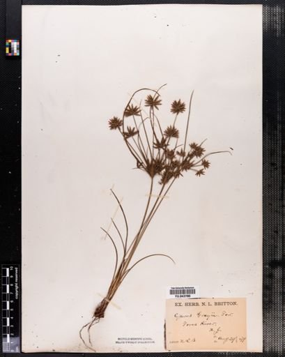Cyperus grayii