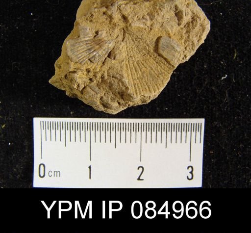 Schuchertella pecten