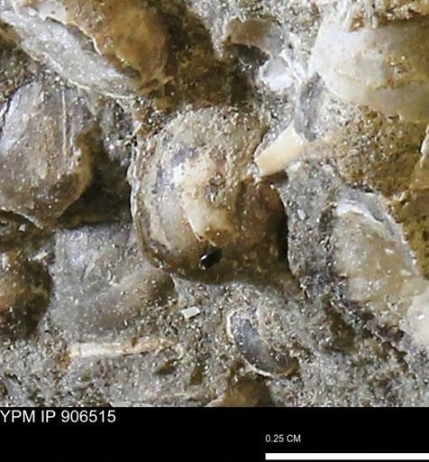Corbulamella?