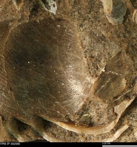 undet. Bivalvia
