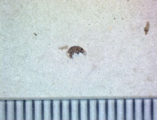 undet. Coleoptera
