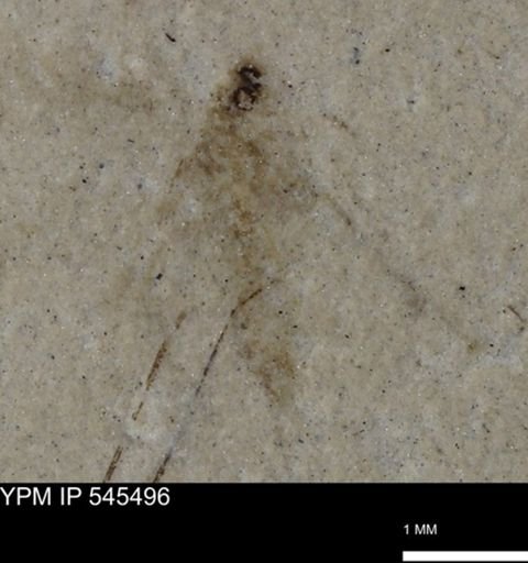 undet. Insecta