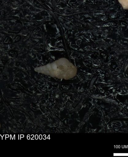 undet. Heterohelicidae