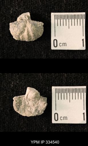 Mesolobus striatus