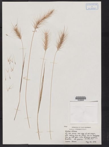 Elymus villosus