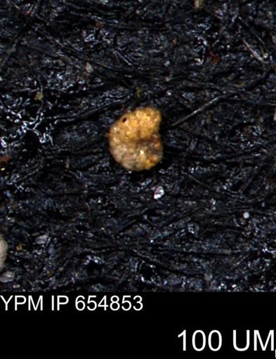 Alveolophragmium linki