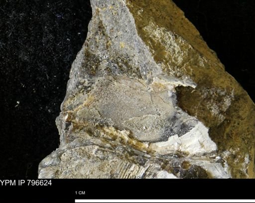undet. Mollusca