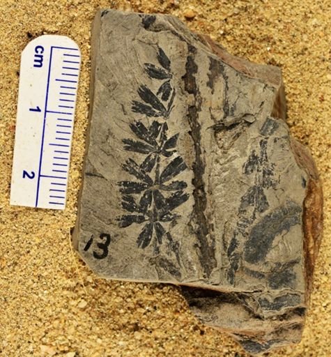 Sphenophyllum cuneifolium