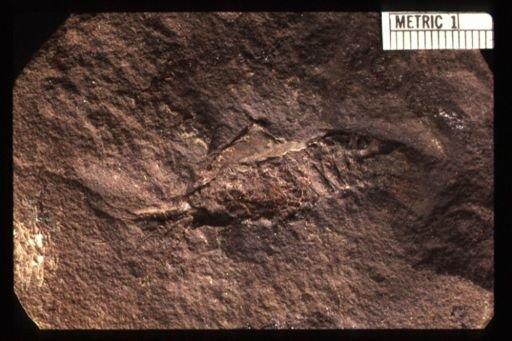 Anthracaris gracilis