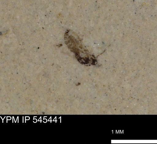 undet. Insecta