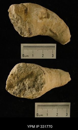 Streptelasma robustum