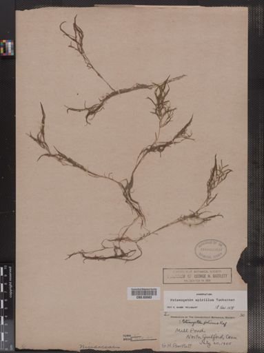 Potamogeton spirillus