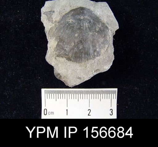 Brachyprion philomena