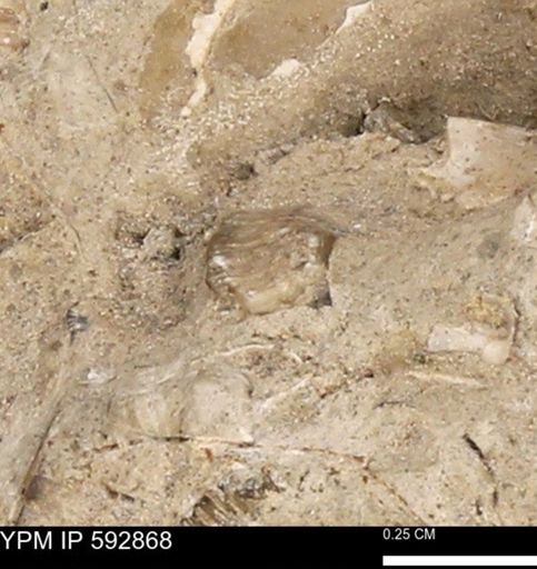 undet. Mollusca