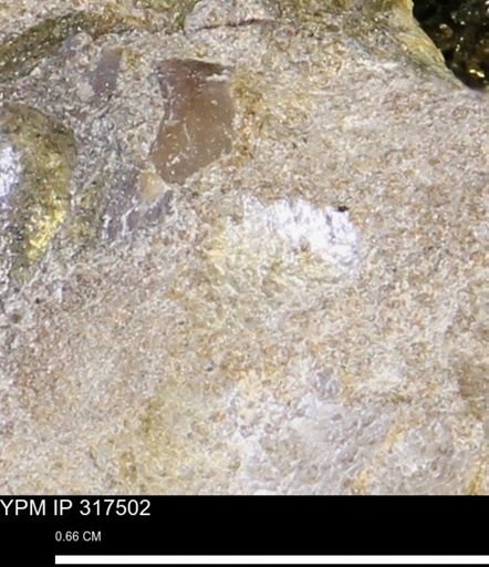 undet. Mollusca