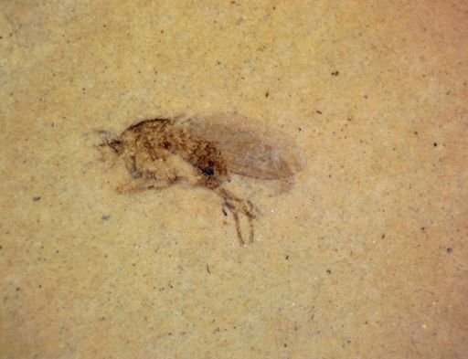 undet. Diptera