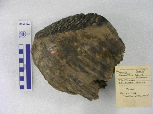 Mammuthus columbi