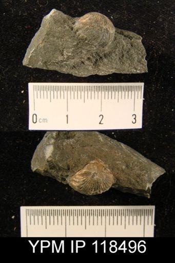Camarotoechia squamifera