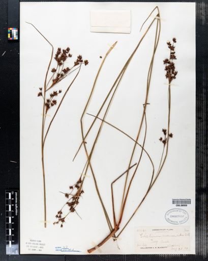 Cladium mariscoides