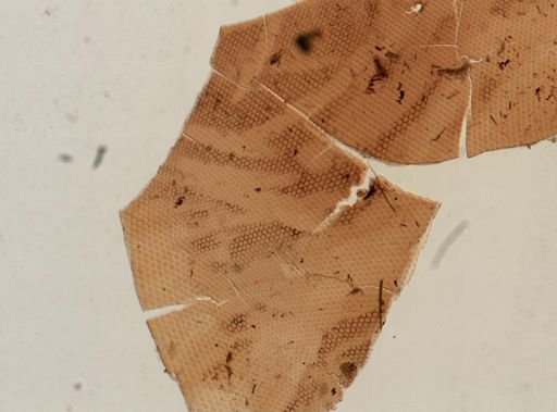 Anisoptera