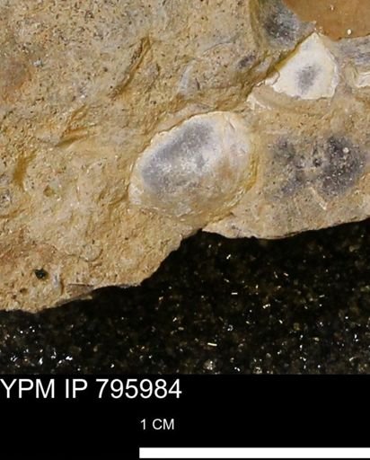 Protocardia