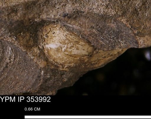 undet. Bivalvia
