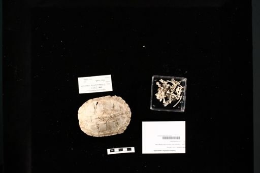 Siebenrockiella crassicollis