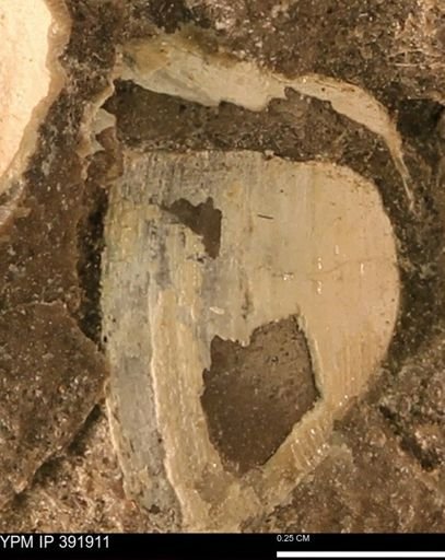 Protocardia sp.