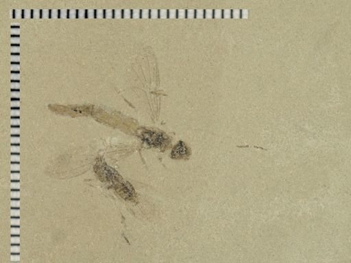 undet. Asilidae